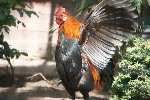 Colorful rooster in the sunlight, with outstretched wings, surrounded by green plants and shade. Rural idyll, farm atmosphere and natural wildlife in vibrant colors.
