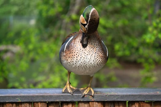 A colorful hen duck stands on a fence and turns its head to the side. The background is blurred and shows green nature in spring or summer.