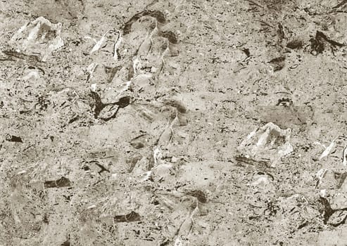 Close-up view of a rough, gray stone surface revealing intricate natural textures and patterns, suitable for backgrounds or wallpaper