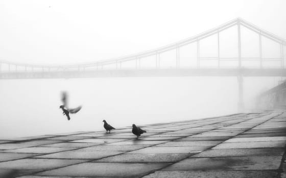 A solitary bridge emerges from the ethereal embrace of mist, casting an enchanting aura over the tranquil waters below.