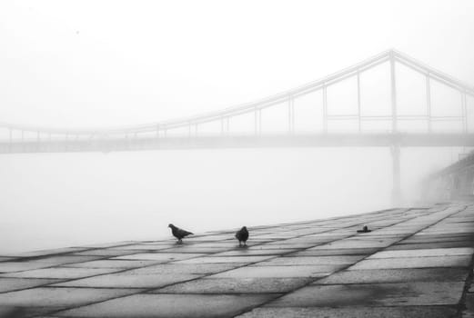 A couple of doves soar across the misted promenade, their soft coos echoing through the magical mist.