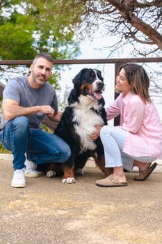 Vertical Portrait Happy couple bonding with their Bernese Mountain Dog in a natural outdoor setting. Smiling and relaxed moment showing companionship, love, and joy during a bright, fresh spring day.