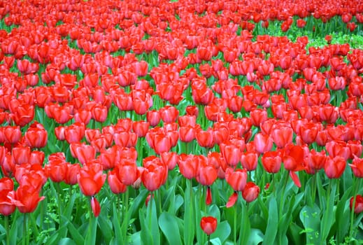 Field of red tulips in springtime