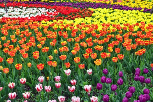 Multicolored tulips in a park