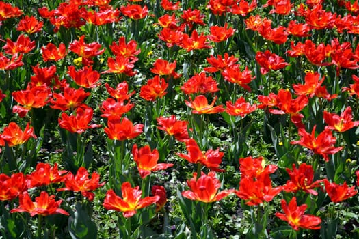 Red peony tulips in a flower garden in springtime