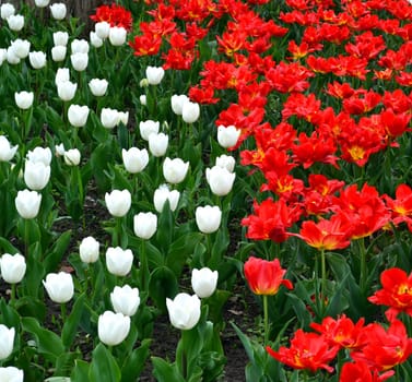 Red and white tulips floral background