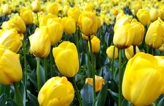 Meadow of yellow tulips, floral pattern