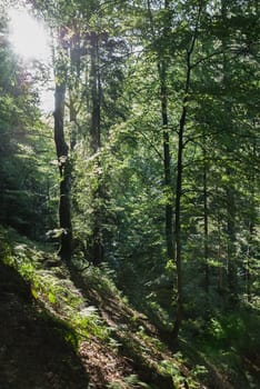 Scenic forest slope of fresh green trees with the sun casting its bright rays through the foliage from upper left corner