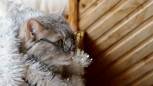 Scottish straight cat celebrates holiday eve Happy New Year 2026 and Merry Christmas. Pet in glasses is looking away from the exercise