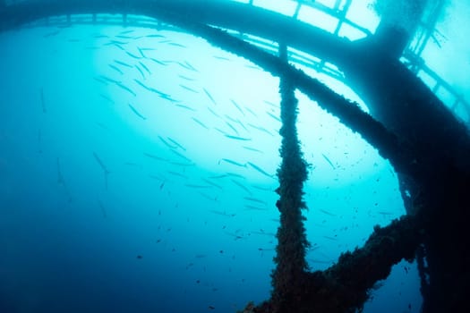 underwater image of a sunken structure in the sea with a school of barracudas in the background, concept of diving and underwater wildlife, copy space for text