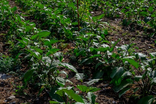 Farmer’s Eggplant Field with Drip Irrigation in Cyprus