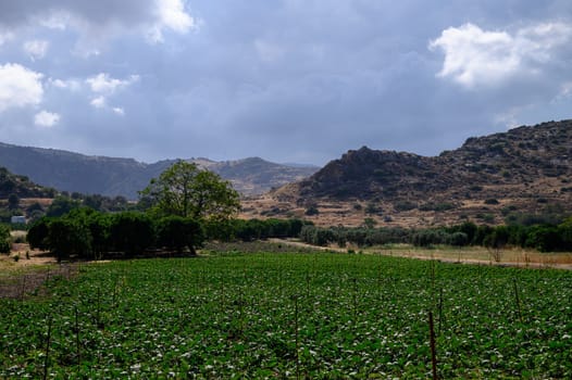 A cultivated farmer’s field with a lush garden set against a backdrop of mountains in rural Cyprus. Peaceful countryside landscape on a sunny day.