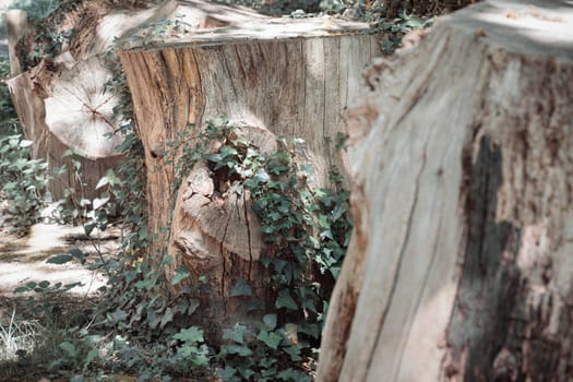 Sunlight shines on the surface of the Tree stump through the gaps between branches and leaves, A large tree stump of a tree's trunk after cut down, with some roots still in the ground with surrounded by small plants. use it as your Wallpaper, Poster and Copy space, Selective focus.