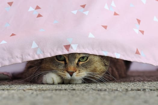 Funny shot of a cat hiding under a curtain