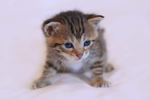 A little baby cat with blue eyes and striped fur