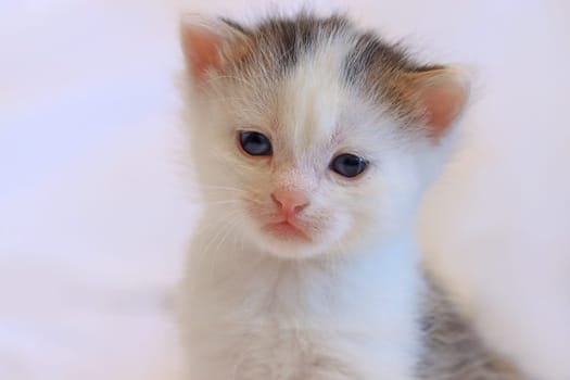 The face of a small white baby cat with blue eyes