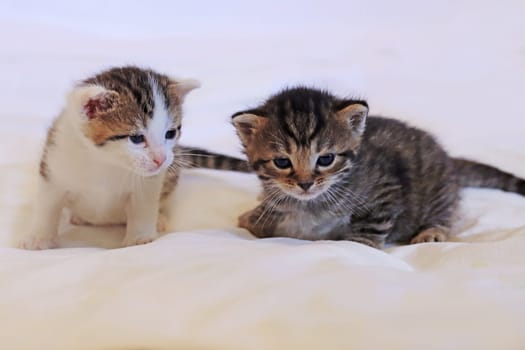 Two cute little white and brown kittens