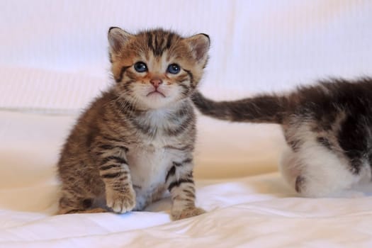 A little baby cat with blue eyes and striped fur