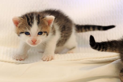 A little baby cat with blue eyes and white-brown fur