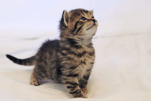 A little baby cat with blue eyes and striped fur
