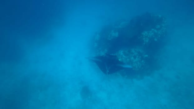 Giant oceanic manta ray gliding gracefully through the crystal-clear blue waters near a vibrant coral reef, creating an enchanting underwater scene filled with marine life