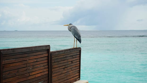 Grey heron perched gracefully on a wooden fence, watching the tranquil turquoise waters of the maldives, capturing the serene beauty of nature in a picturesque tropical setting