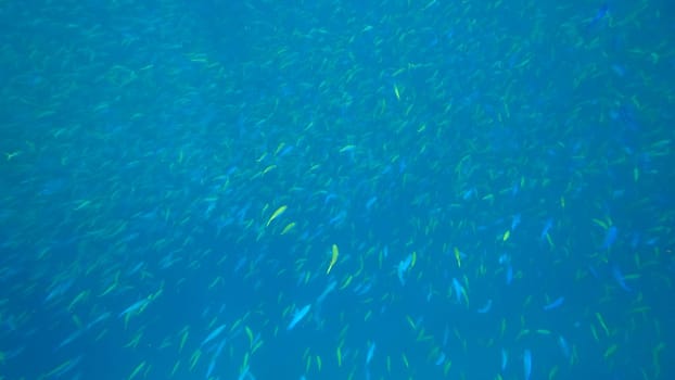 Large school of vibrant fusilier fish swimming gracefully in crystal-clear blue waters, creating a mesmerizing and tranquil underwater spectacle filled with marine beauty