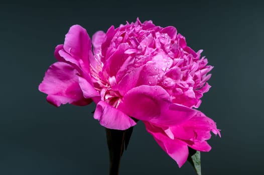 A stunning hot pink peony flower, adorned with fresh water droplets, beautifully contrasted against a deep, dark teal background, emphasizing its vibrant color and lush petals