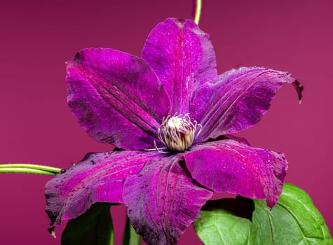 A captivating close-up of a vibrant purple Clematis flower, adorned with glistening water droplets, set against a rich magenta background. Ideal for botanical and nature themes