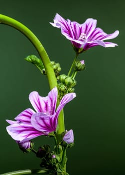 A stunning view of a purple mallow flower with luminous water droplets, standing out beautifully against its natural green stem and background