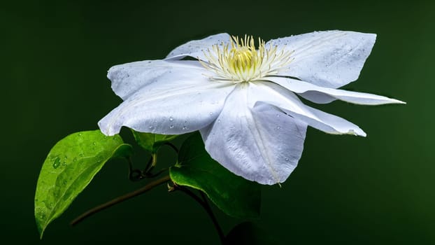 A captivating close-up of a pristine white Clematis flower, adorned with glistening water droplets, set against a deep green background. Ideal for botanical and nature themes