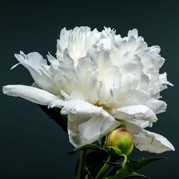 A stunning close-up of a vibrant white peony, showcasing its delicate petals and fresh dew drops against a deep, contrasting backdrop