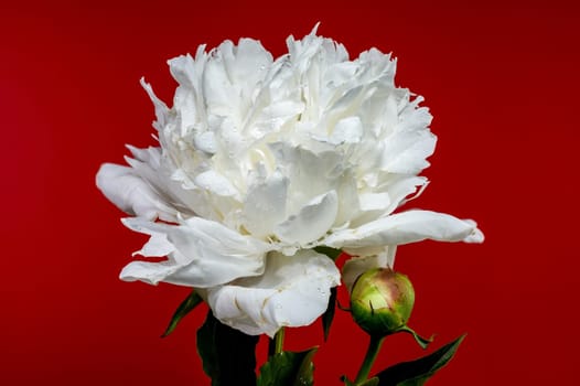 A pristine white peony in full bloom, accompanied by a fresh bud, set against a vibrant red backdrop, highlighting its natural elegance