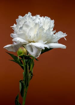 A pristine white peony in full bloom, accompanied by a fresh bud, set against a warm, earthy brown backdrop, highlighting its natural elegance