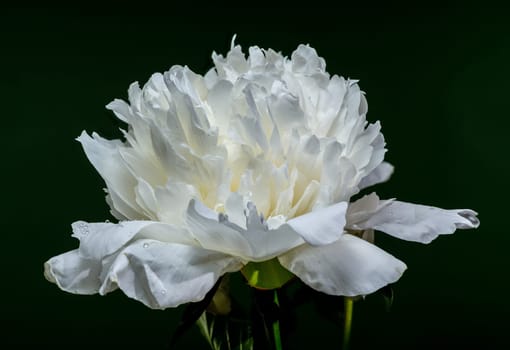 A striking white peony in full bloom, showcasing its delicate petals and green foliage against a rich, dark green backdrop