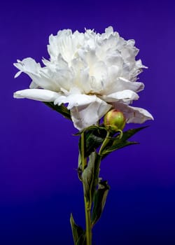 A beautiful white peony flower in full bloom with a fresh bud, highlighted against a striking and vivid purple backdrop