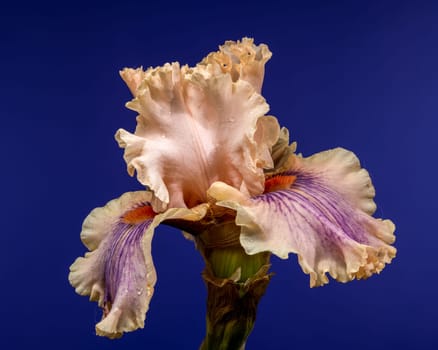 A detailed close-up captures a beautiful bearded iris with soft peach and violet hues against a rich blue backdrop