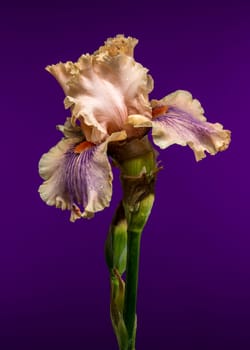 A close-up of a stunning bearded iris with peach and purple petals, showcasing its delicate ruffled form and vibrant colors