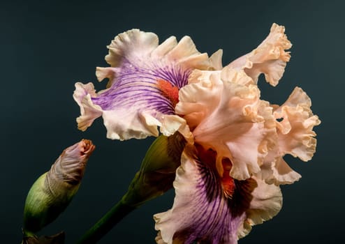 A stunning bearded iris in bloom, showcasing peach and purple petals, accompanied by a growing bud, against a moody dark background