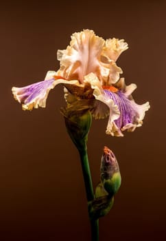 A graceful bearded iris in bloom, displaying peach and purple petals, with a closed bud beside it, set against a warm brown background