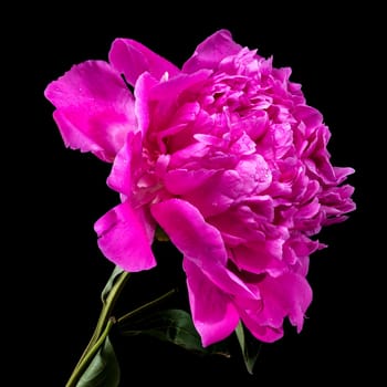 Vibrant hot pink peony flower, fresh with water droplets, photographed against a stark black background, highlighting its rich color and delicate petals