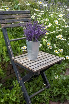 Beautiful fresh lavender flowers in a vase on chair