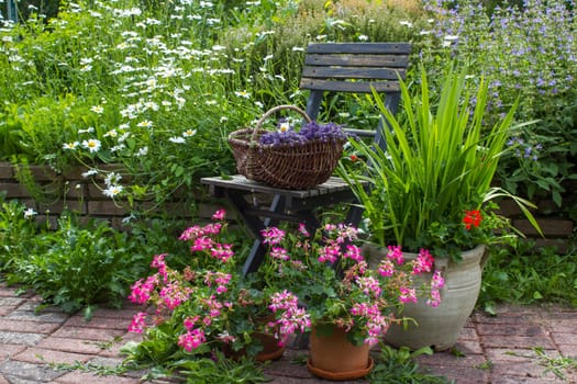 herb spiral in the garden with fresh herbs and flowers and old chair with lavender