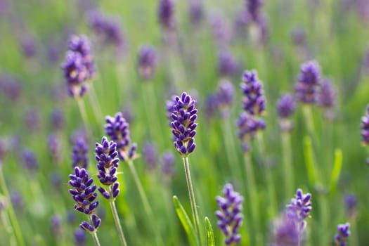 lavender flowers in the garden - close up