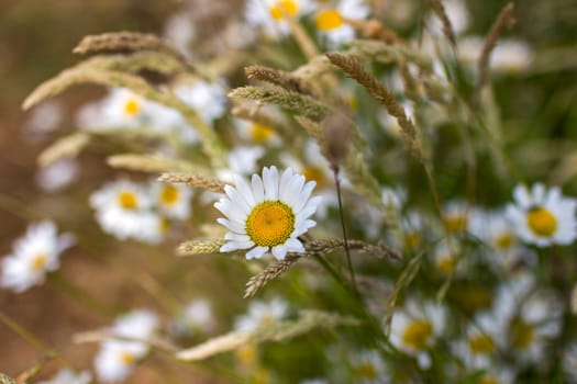 Ox-eye Daisy (Leucanthemum vulgare) in a garden - secret garden