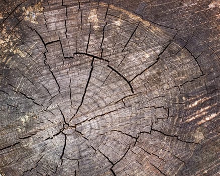Brown wood structure in cross section, background image of wooden board surface. High quality photo
