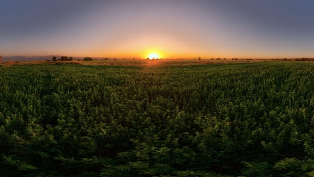 A wide panoramic view captures a vast, green alfalfa field stretching towards the horizon at summer sunset.