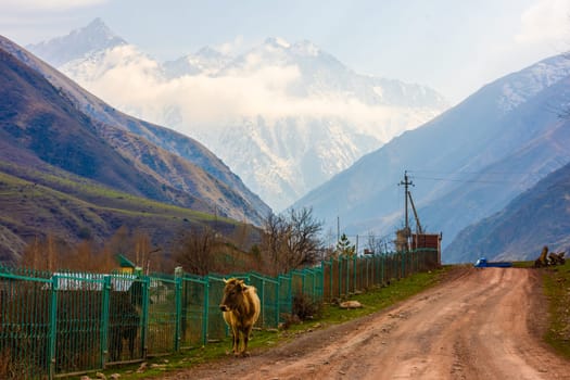 A light brown cow walks along a fence and dirt road in a scenic mountain valley with snow-capped peaks in the distance.