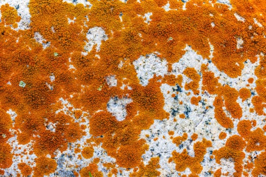 Close-up of vibrant orange lichen, likely Xanthoria, growing on a white rock surface with patches of gray and green, showcasing natural textures and colors.