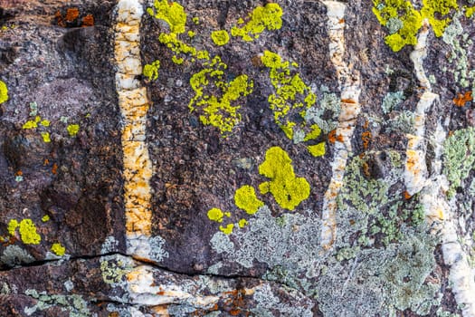A close-up shows a dark rock with white veins, covered in yellow-green, pale gray, and hints of orange lichens.
